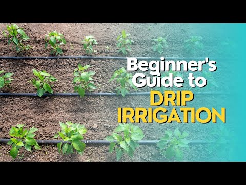 Beginner's Guide to Drip Irrigation