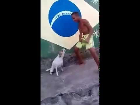 Anteprima Video Quando sei un cane, ma vuoi ballare la sambaaaa!!!