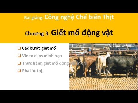 Chế biến thịt C03-02 đối xử động vật trước giết mổ, kiểm tra tiền giết mổ