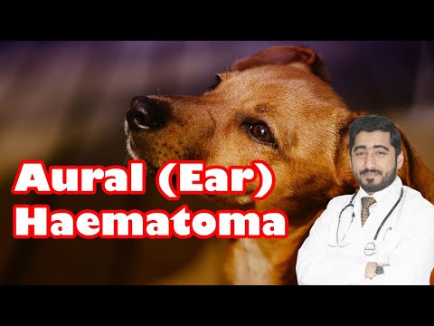 Dog Ear Swelling & Pain || Causes and Treatments || Vet Furqan Younas