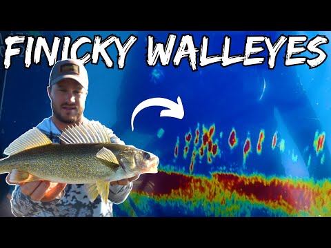 5 Tips for Finicky Walleyes | How to Catch Walleyes During the Dog Days