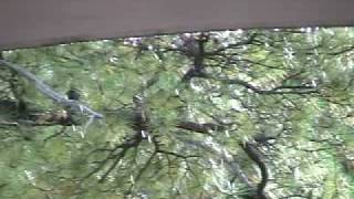 Claire Lynch "Thibodaux" PIP 2009