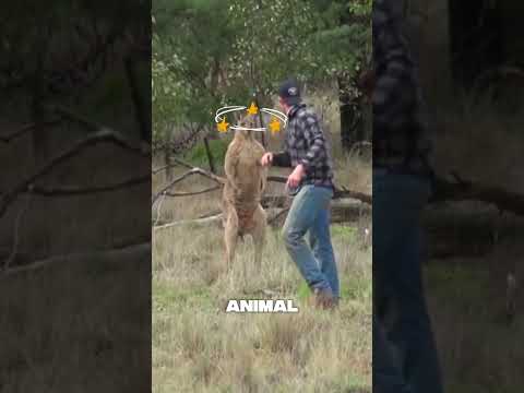 Veja como este homem lidou com um canguru
