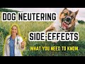 The Behavior Changes In Neutered Dogs Vet Simply Explains