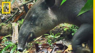 Le tapir, étrange mammifère