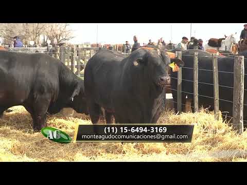 Agenda Ganadera - Mauricio Groppo - 20-8-24
