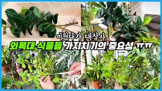 가지치기 미룬자의 최후!! 외목대 식물 가지치기의 중요성!! 삭소롬, 나비수국, 고무나무!!