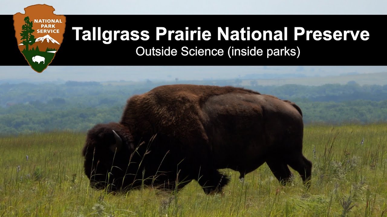Outside Science (inside parks): Keeping an Eye on Birds in Tallgrass Prairie NPr (Audio Described)
