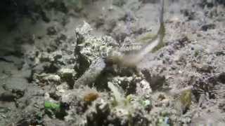 preview picture of video 'Octopus Mimic apo island scuba diving video dumaguete'