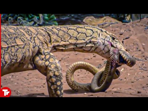 King Cobra and Even Pythons Are Afraid of This Monster