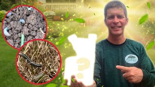 How to Stop Insects From Ruining Your Lawn
