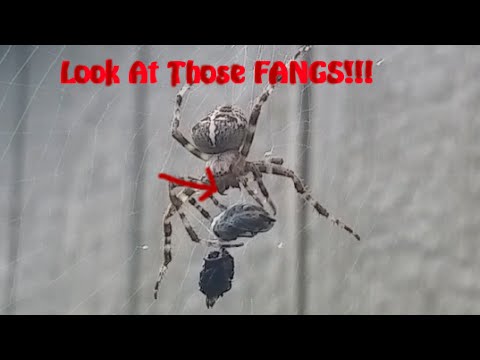 4K Cross Orb-weaving Spider