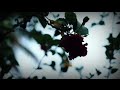 Beauty Of Nature Oh Azhage Maara Whatsapp Status