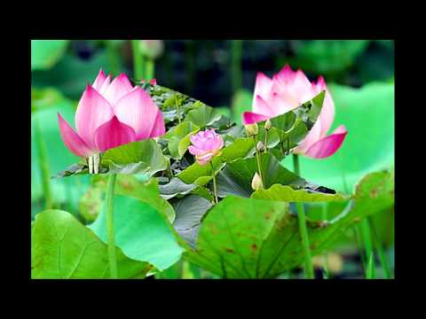 Niệm Phật thoát luân hồi - Trung Hậu