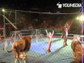 Orribile incidente al circo, i leoni attaccano il domatore