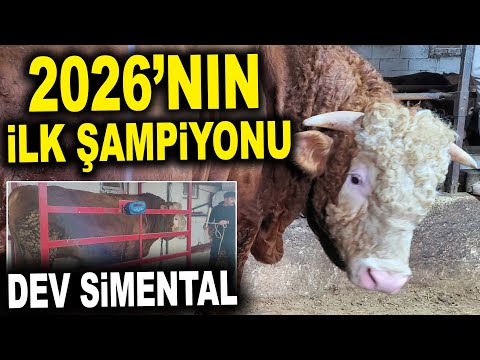 TON-WEIGHT PASHA... The first champion sacrificial animals of 2026 - Yücel Livestock Farm