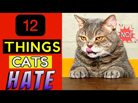 12 Things Cats HATE!