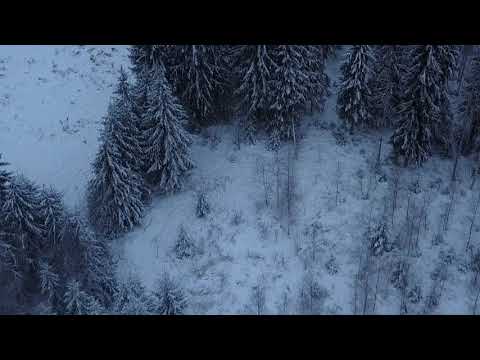 Moosewatch Forests of Somero, Finland 9 jan 22