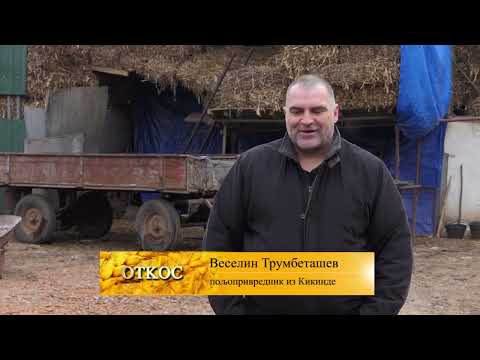 FARMA KOZA TRUMBETASEV IZ KIKINDE