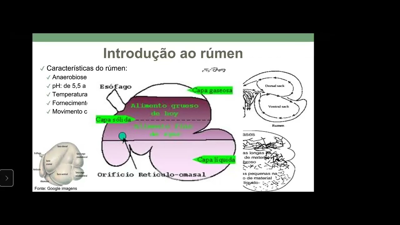 Análise do Fluido Ruminal