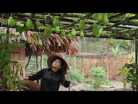 Harvesting the results of chayote,eggplant to bring to the market,rural life vietnam.solo bushcraft.