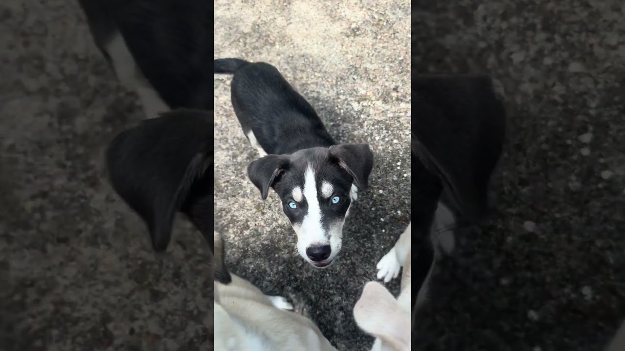 Enlarge Autumn, a Adopted mixed breed in Salem, VA video 3/3