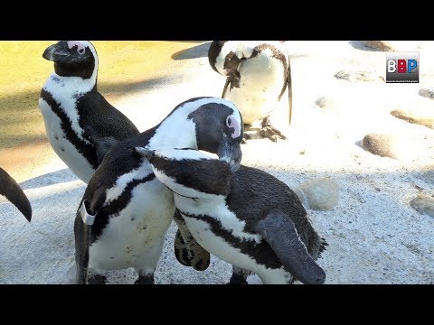 **CUTE** African Penguins / Brillenpinguine Wilhelma Stuttgart, Germany, 2018.
