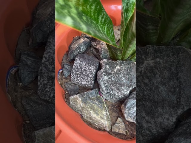 صبار جلد النمر Sansevieria trifasciata