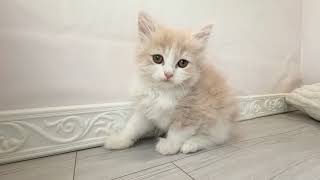 サイベリアンの動画01