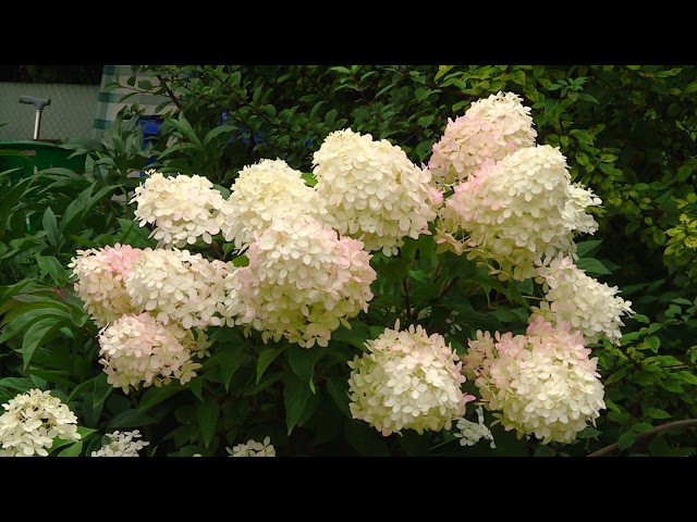 Академия на грядках от 05.09.2018