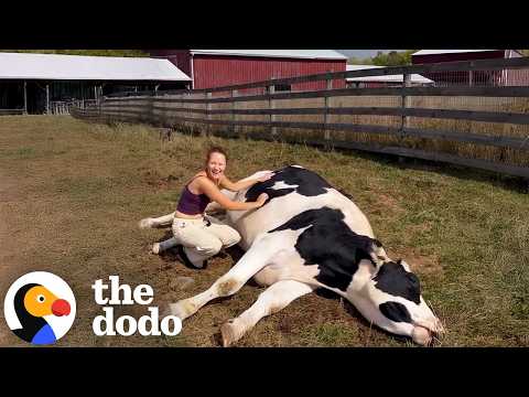 7 Ways Cows Are Basically Giant Puppies | The Dodo