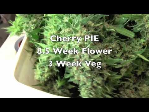 Cherry Pie Allbud