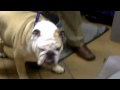 Kiko Meets Blue II, The Butler University Bulldog