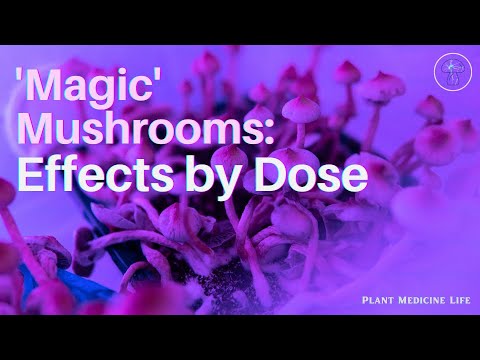 Psychedelic Mushroom Doses Explained