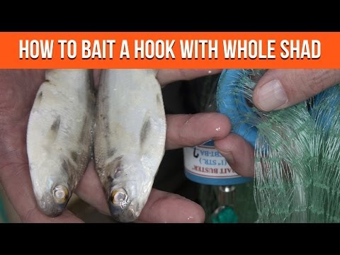 Bait a Hook With Cut Shad - Instructables