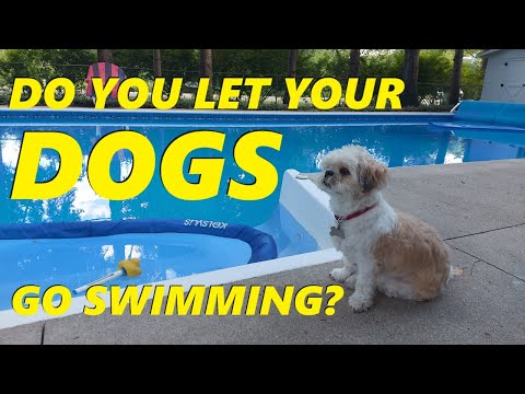 Is It Okay For Dogs To Swim In a Pool?