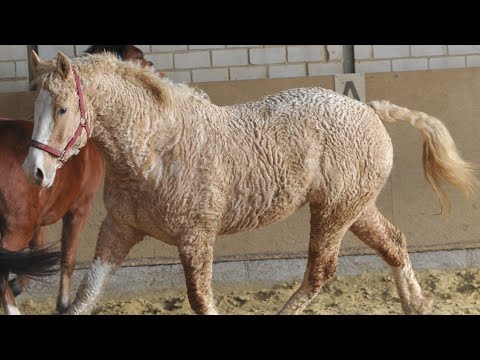 , title : 'American Bashkir Curly Horses | Eye-Catching Hypoallergenic'