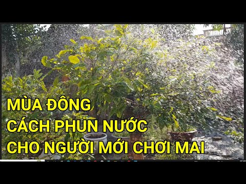 🔴 QBS22301 - CÁCH TƯỚI NƯỚC MÙA ĐÔNG CHO NỤ MAI NHANH LỚN | CÁCH CHĂM SÓC CÂY MAI VÀNG MIỀN BẮC