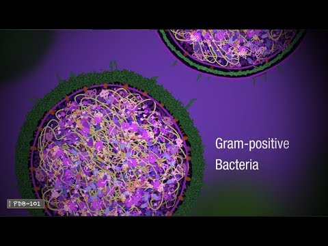 Penicillin and Antibiotic Resistance (from PDB-101)