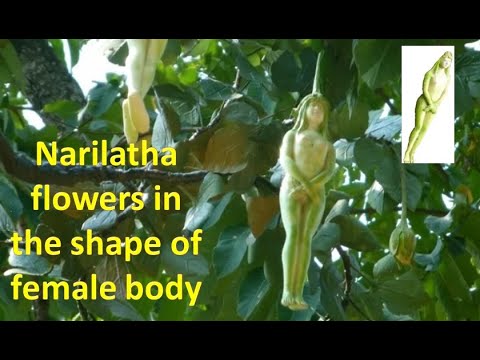 Narilatha flowers in the shape of female body / Mysterious Tree