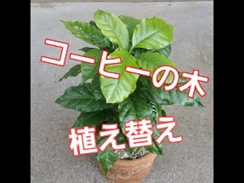 園芸 アラリア偽コーヒーの木