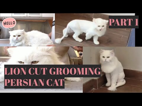 Persian Cat Grooming - Lion Cut (Part 1) |  Bunny TV
