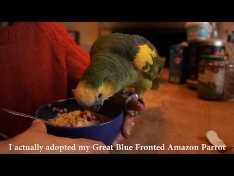 Parrot ? Have breakfast with a bird as pet wild animal friend with a man ! Funny birds ! Video