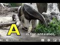 ALPHABET ANIMAL COLLECTION 50 Animals EDUCATIONAL KIDS Learn ENGLISH ALPHABET SONG PHONICS