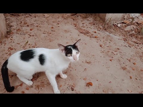 rescue2 baby kitten and mother cat very nice