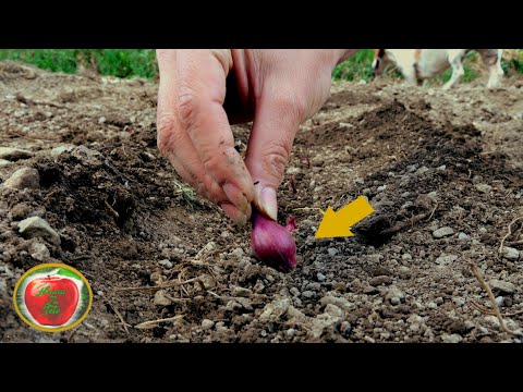 , title : 'Planting Onion short and simple - Everything you need to know'