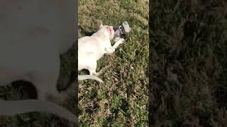 Video preview image #2 Dogo Argentino Puppy For Sale in SAN ANTONIO, TX, USA