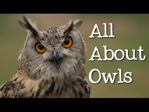 All About Owls for Kids: Backyard Bird Series - FreeSchool