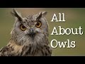 All About Owls for Kids: Backyard Bird Series - FreeSchool