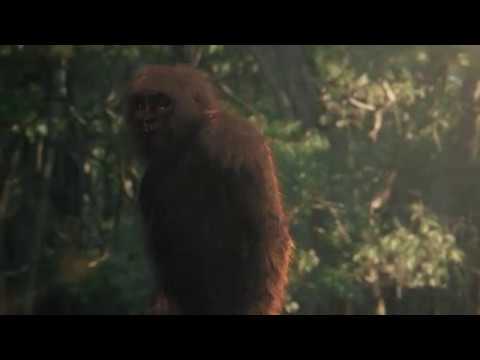 The Bauple Mountain Yowie - Taylor Film